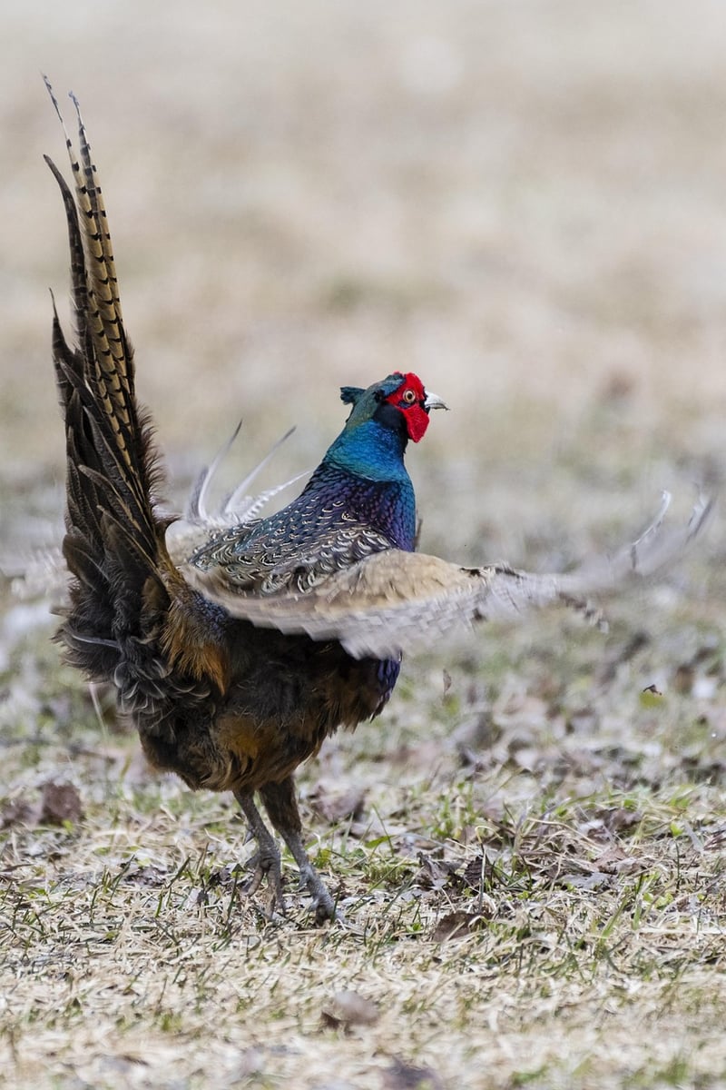 Uncharted Territories